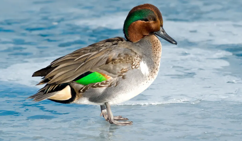 Male Green-winged teal standing on the ice in Humber Bay Park