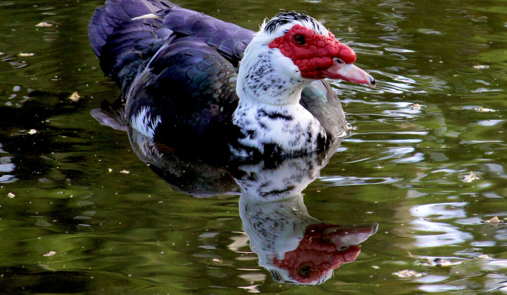 Muscovy duck on a pond