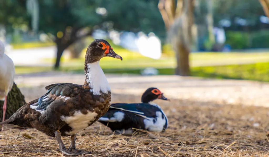 Red face Muscovy ducks on a rural farm