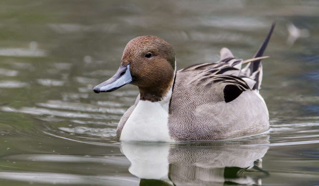 Northern pintail duck glides through a pond