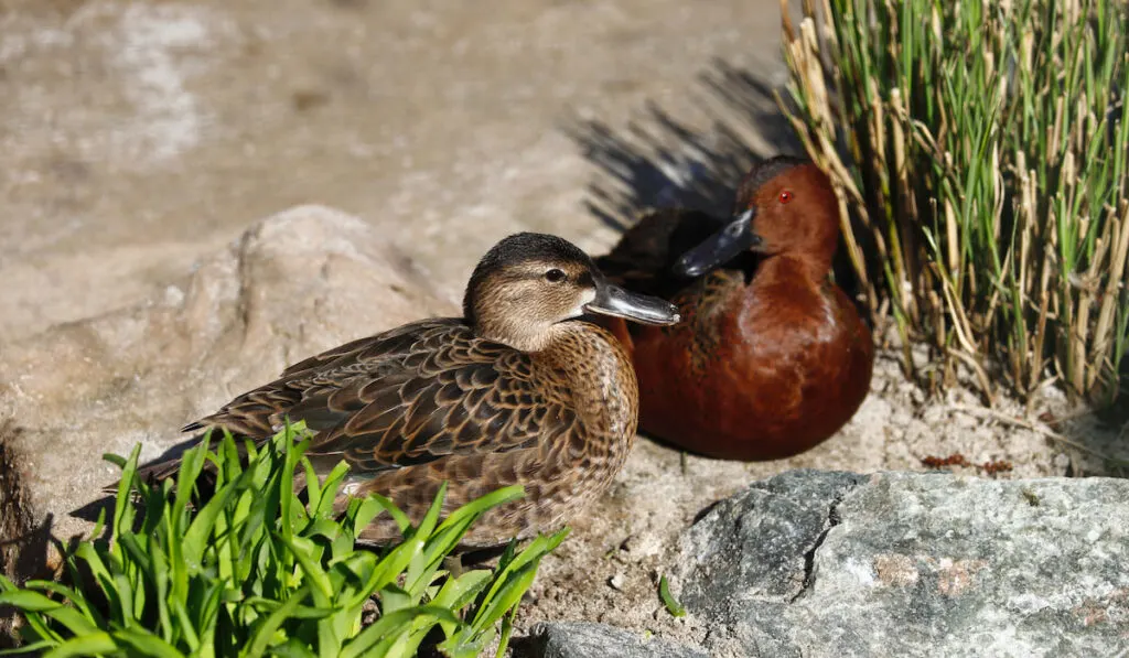 Pair Male and Female Cinnamon Teal wild ducks resting