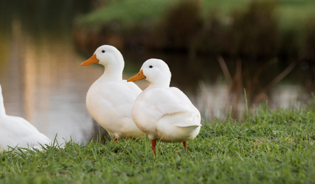 White Pekin ducks standing next to their pond