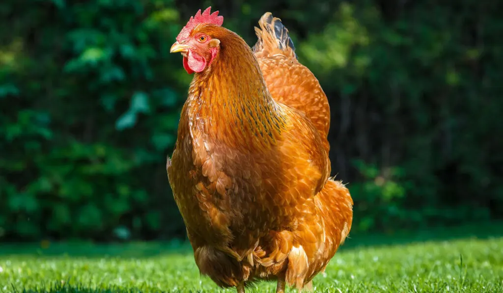 Portrait of a new hampshire chicken