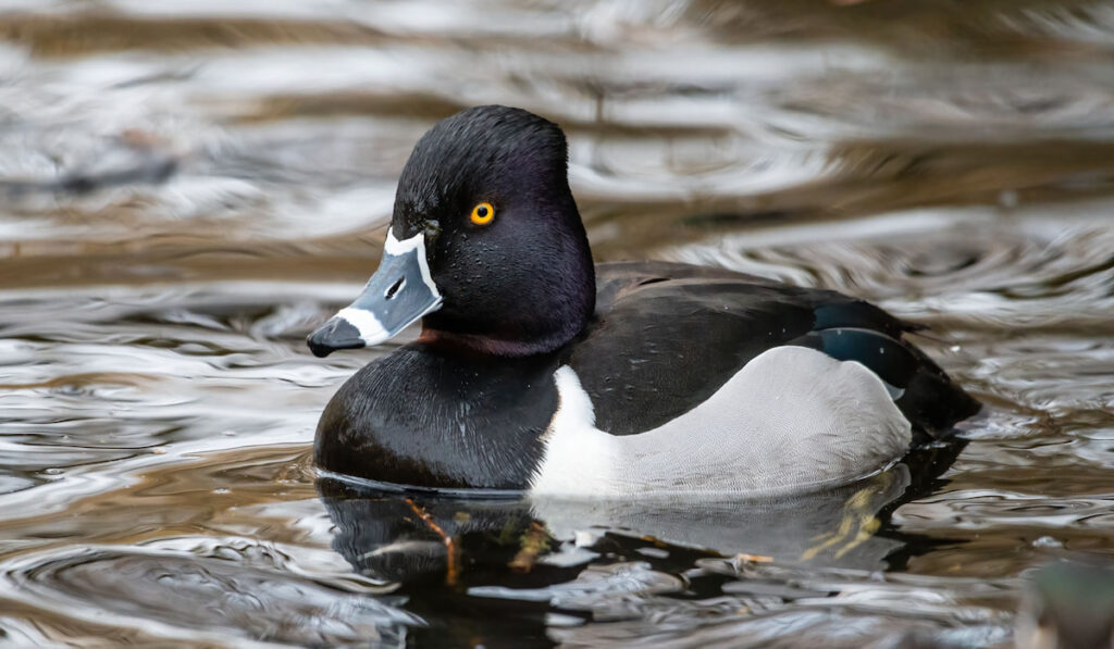 Ring-necked duck swimming on a lake 