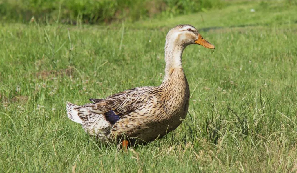 Silver Appleyard Duck