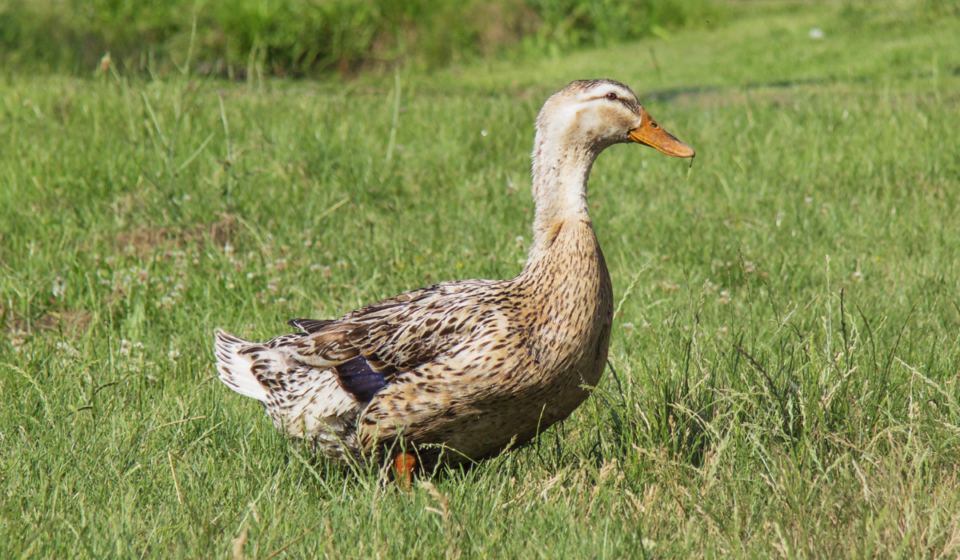 9 Meat Duck Breeds The Hip Chick