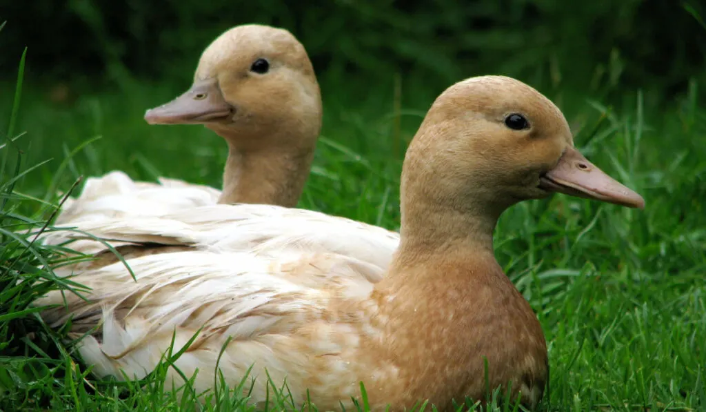 Two buff call ducks relaxing on the grass 