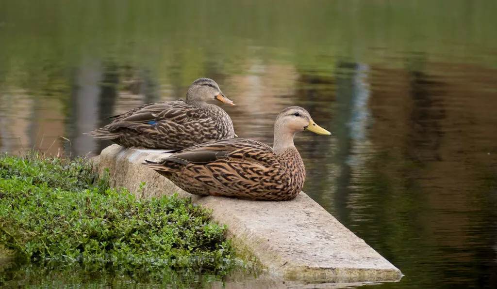 Two mottled ducks ( anas fulvigula ) resting on a stone in a pond in Florida