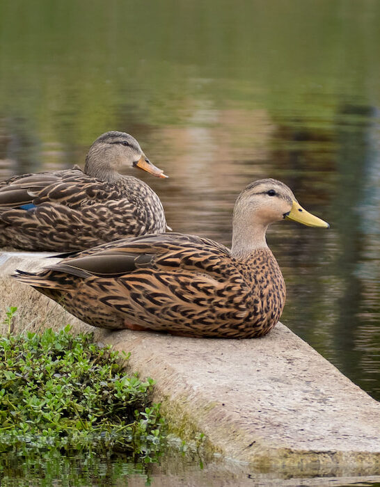 Two-mottled-ducks-anas-fulvigula-resting-on-a-stone-in-a-pond-in-Florida