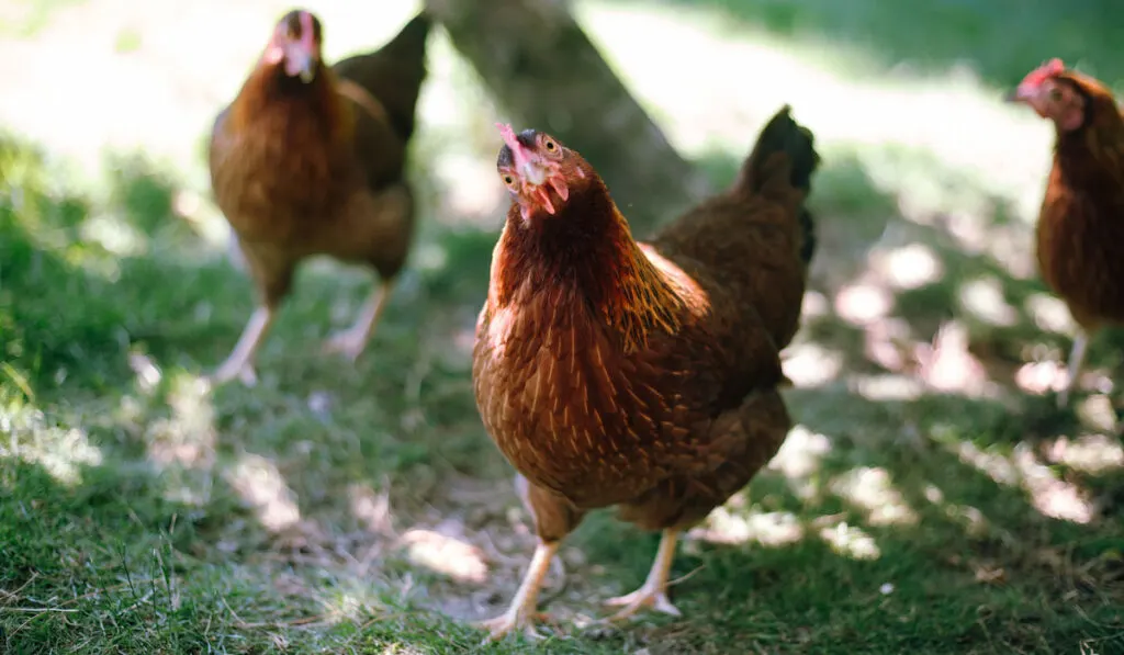 three welsummer chickens roaming in the garden