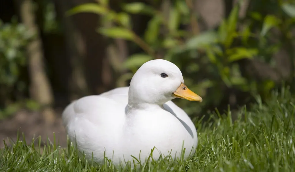 White call duck resting