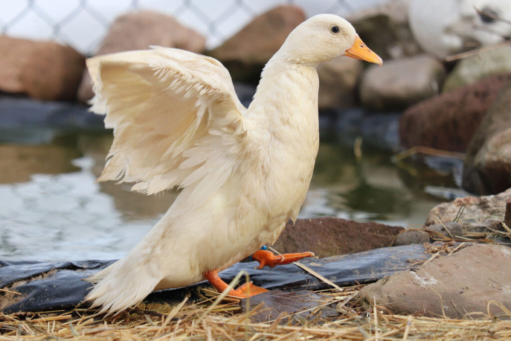 White call duck standing on straw next to a pond