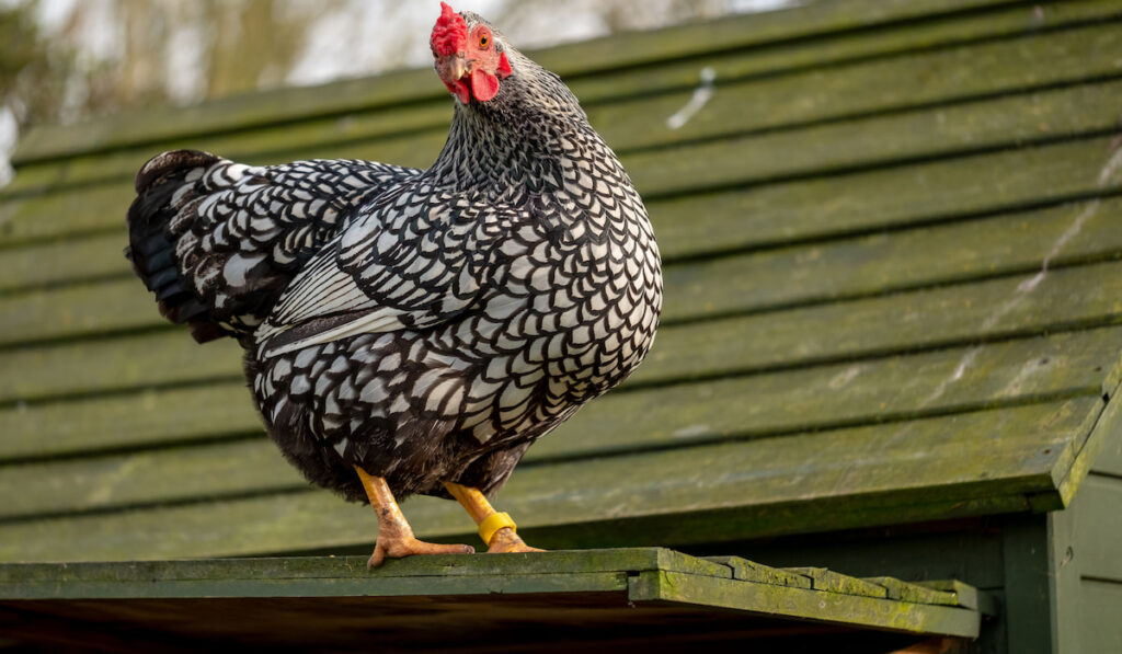 Wyandotte chicken perched on top of her hen house