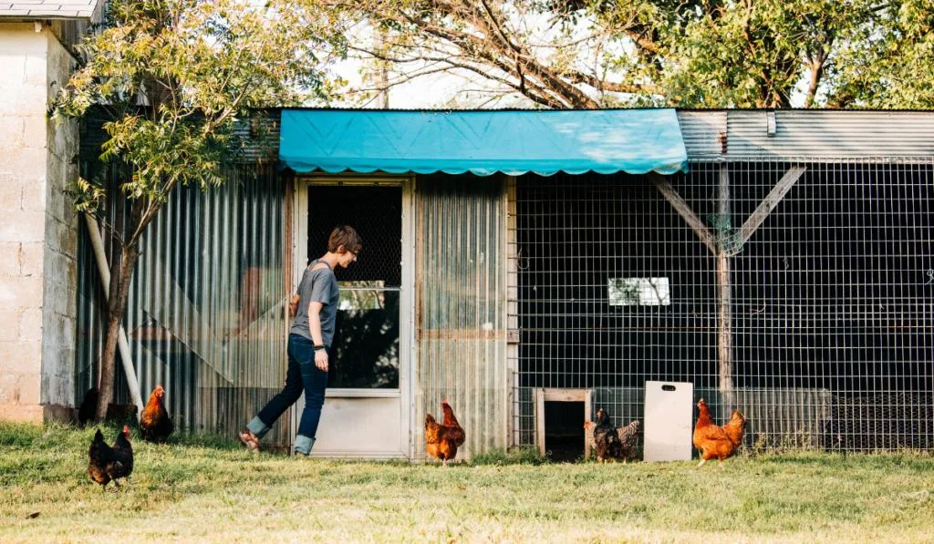 woman guiding the chickens in the farm