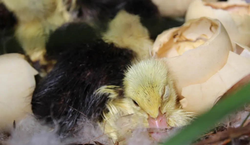 hatched ducklings in nest