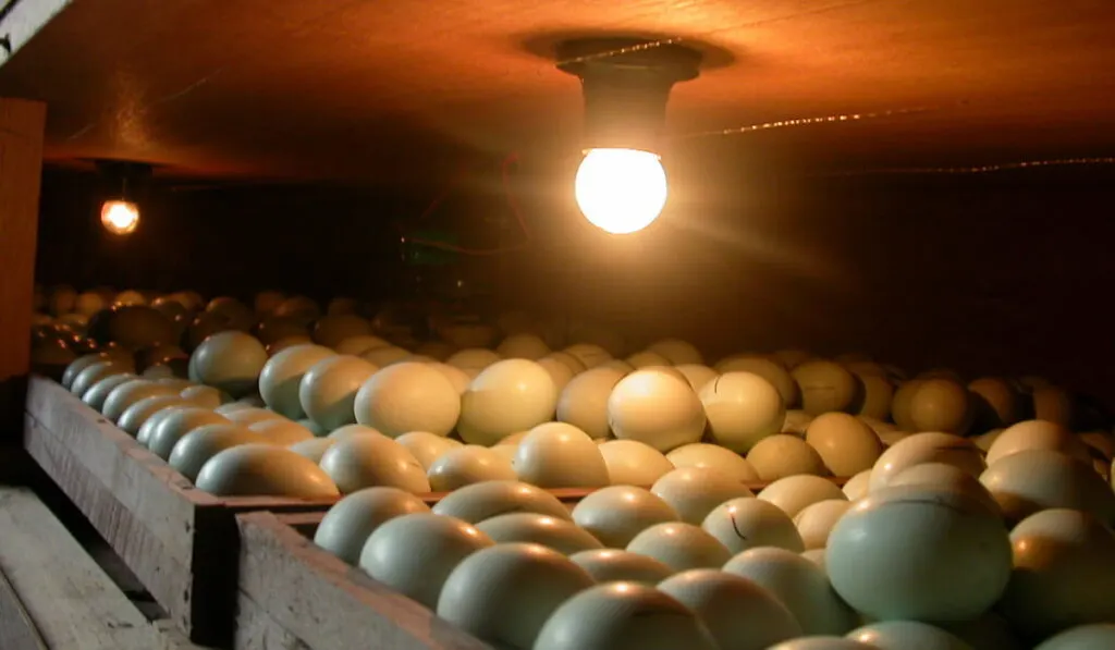 incubating the duck's or chicken's eggs 