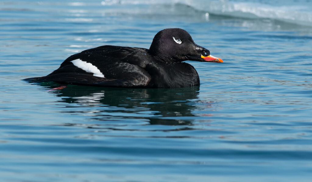 male white-winged scoter swimming on a lake in Canada