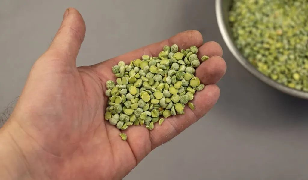 man holds on his hand green beans