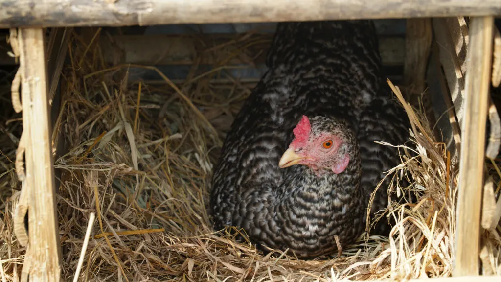 Hen incubating eggs in the straw in the coop