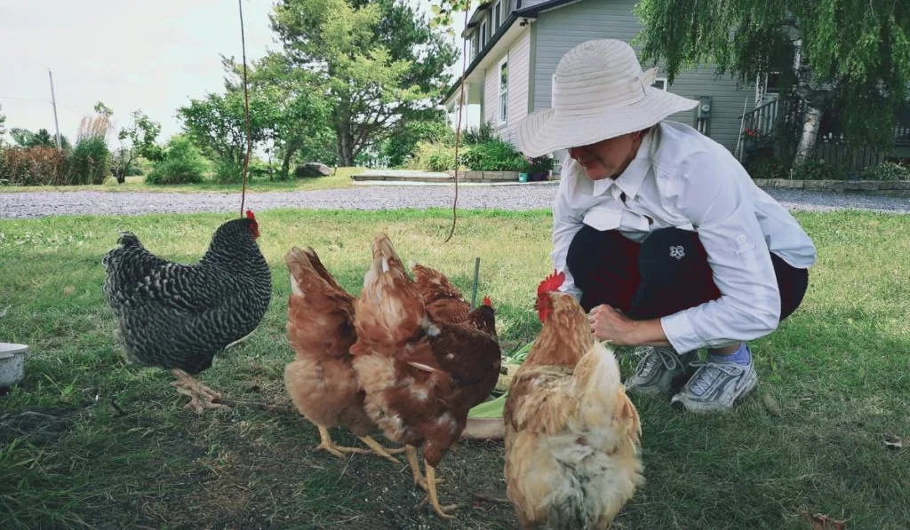 woman feeding free range chickens