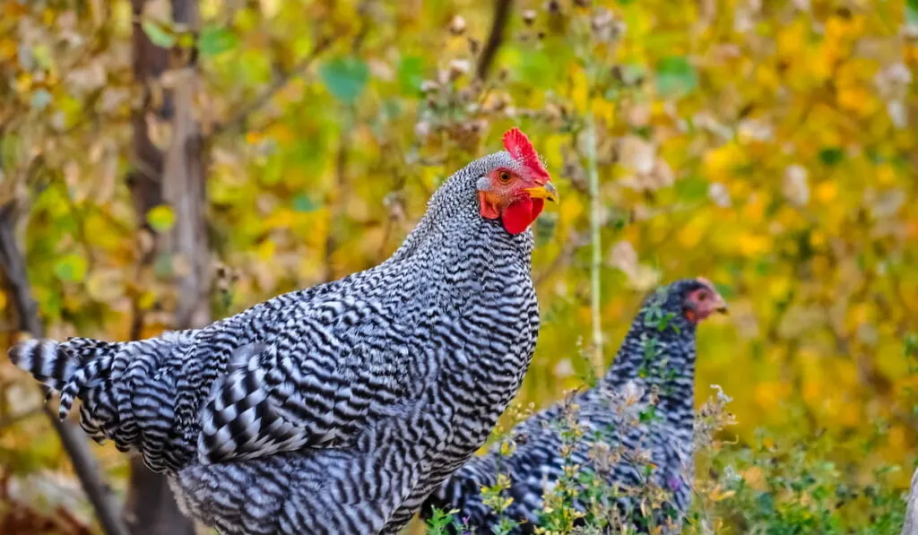 Two Barred Plymouth Rock chickens in autumn forest