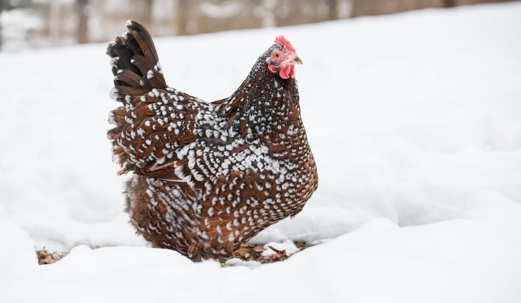 a Speckled Sussex hen in the snow
