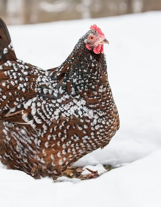 a hen in the snow