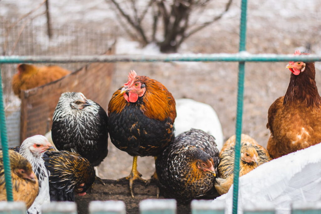 A bunch of chickens in the winter