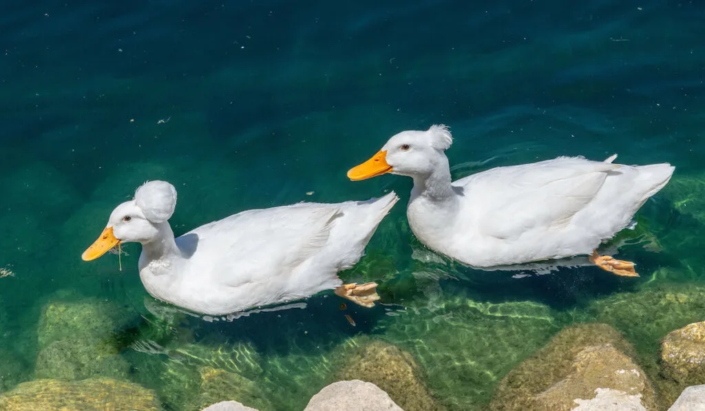 A pair of crested ducks swimming on the lake at Echo Park in Los Angeles, CA