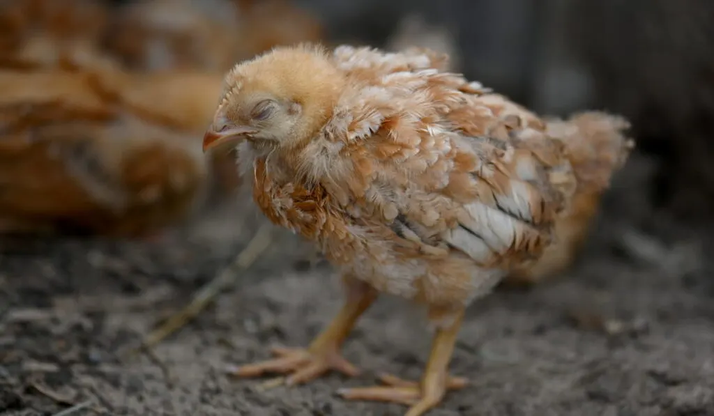 A small sickly brown chicken