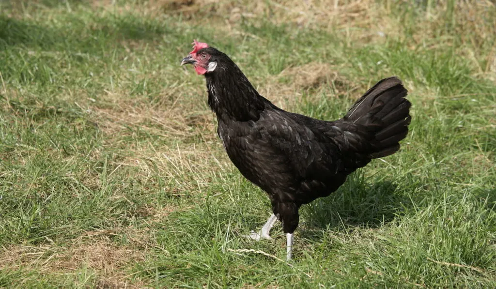Andalusian chicken