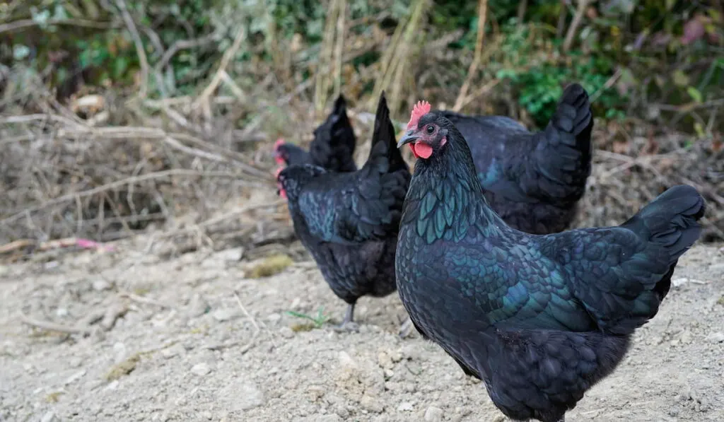 Herd of Australorp chickens roaming in the garden