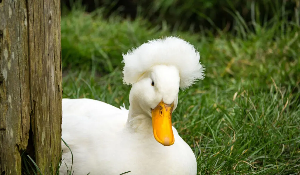 Beautiful white crested duck 