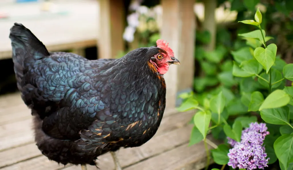 Black Chicken Jersey Giant Relaxing on Wooden Deck