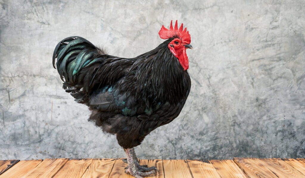  Black australorp rooster stand on a wooden floor 