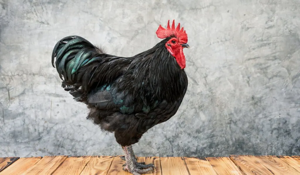 Black australorp rooster stand on a wooden floor