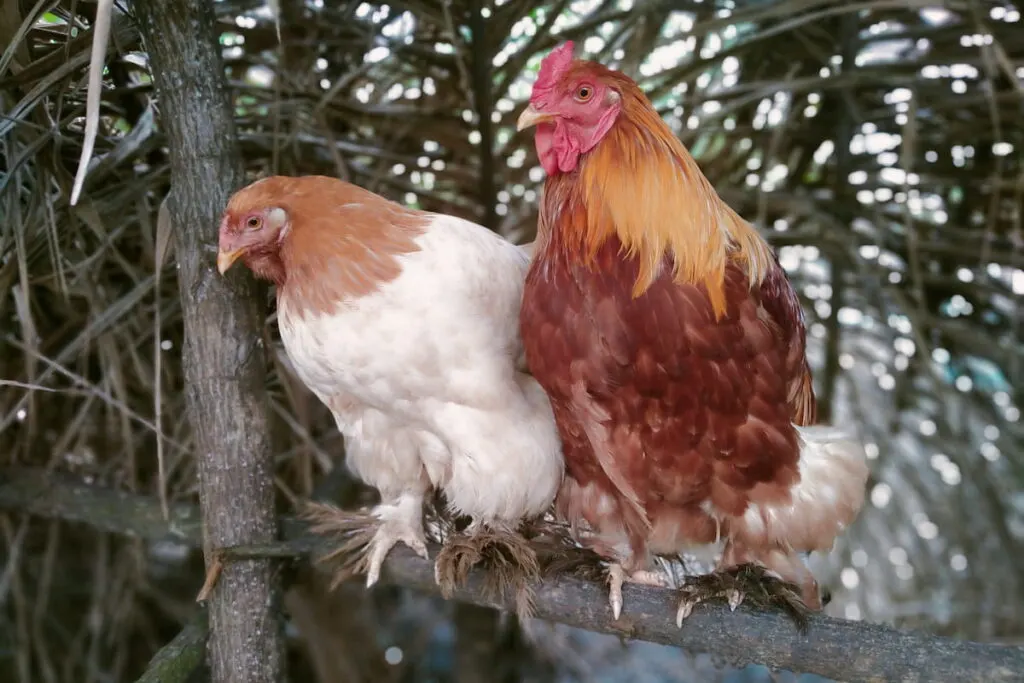 Brahma chickens sheltering after the rain