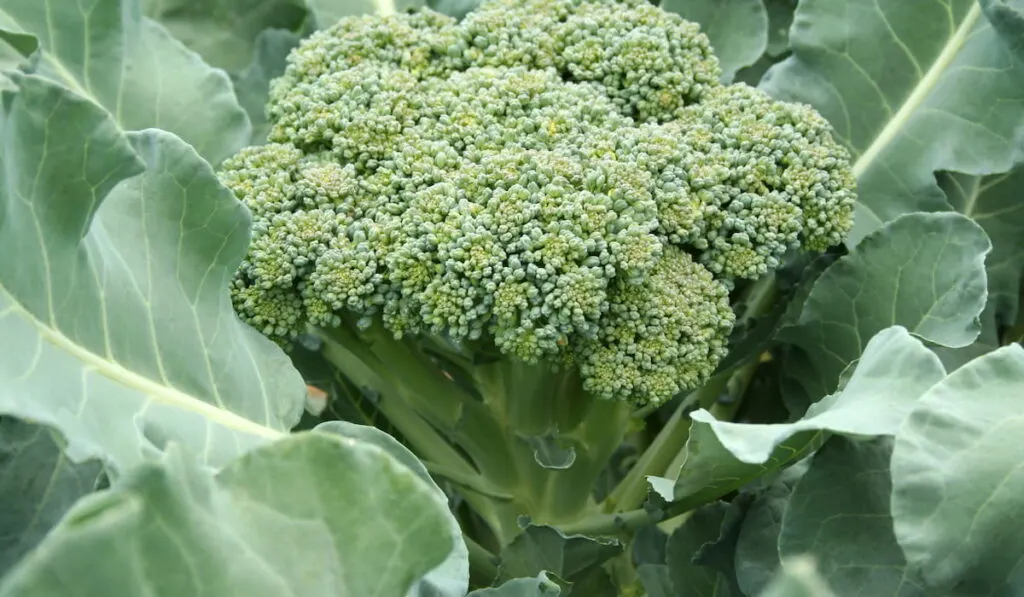 broccoli plant