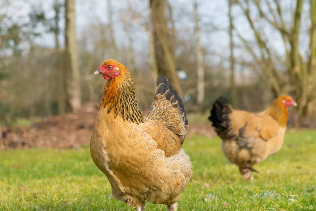 Two Buff Brahma chickens on free range in the farmyard