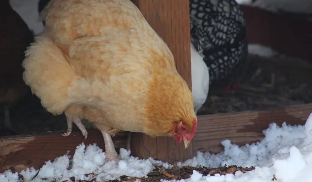 Buff Orpington Foraging in the snow 