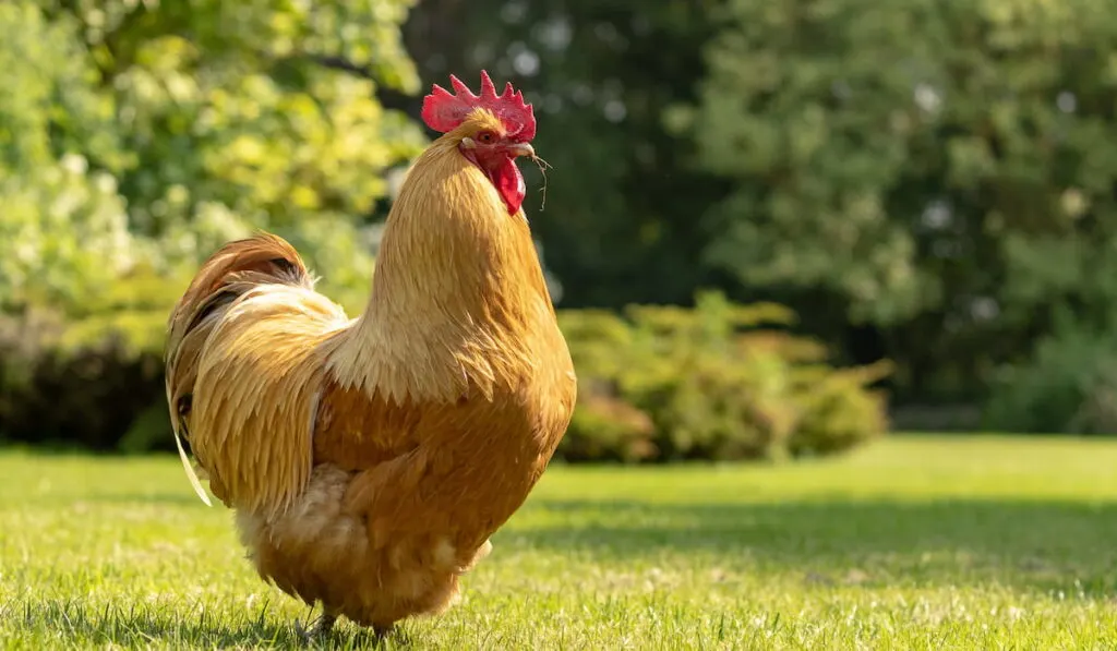 Buff Orpington cockerel enjoying a free range life 