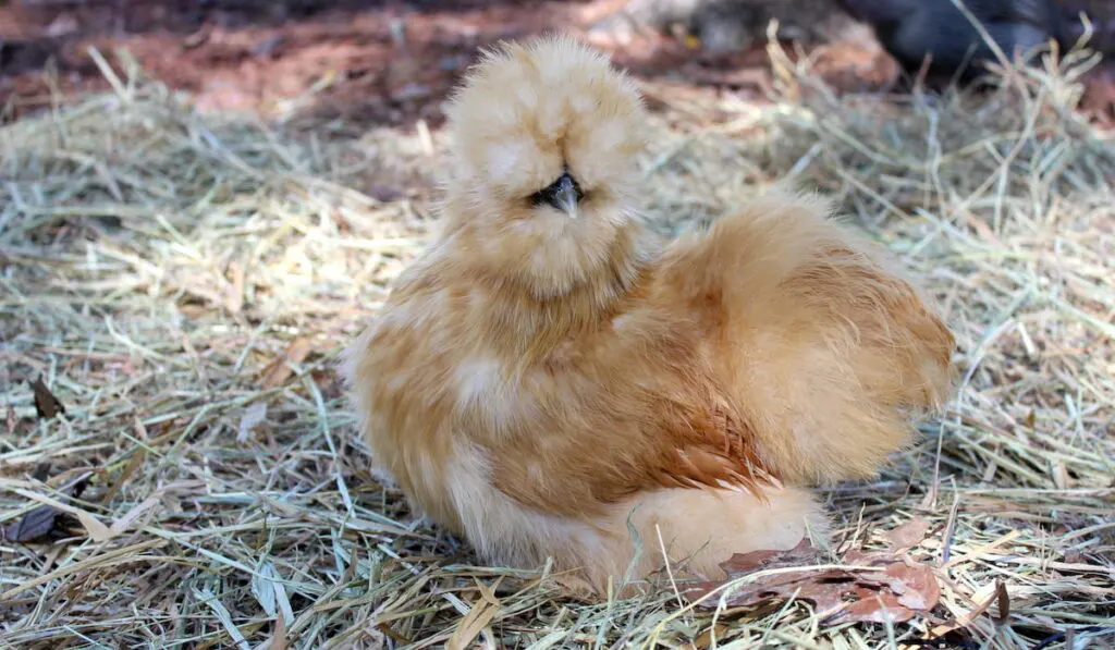 Buff Silkie chicken enjoying a fall day