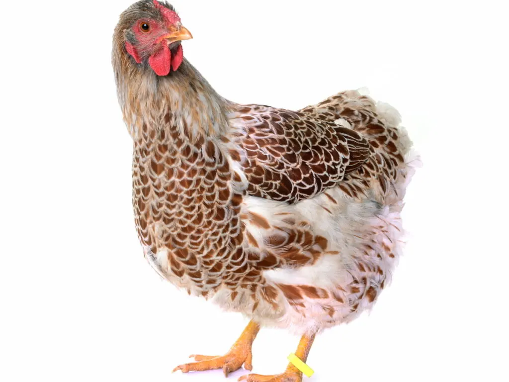buff laced wyandotte chicken in white background