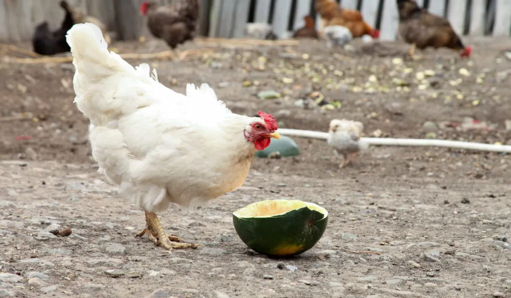 Chicken eating watermelon