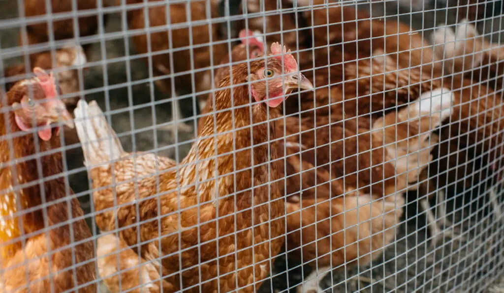 chickens in a wire cage