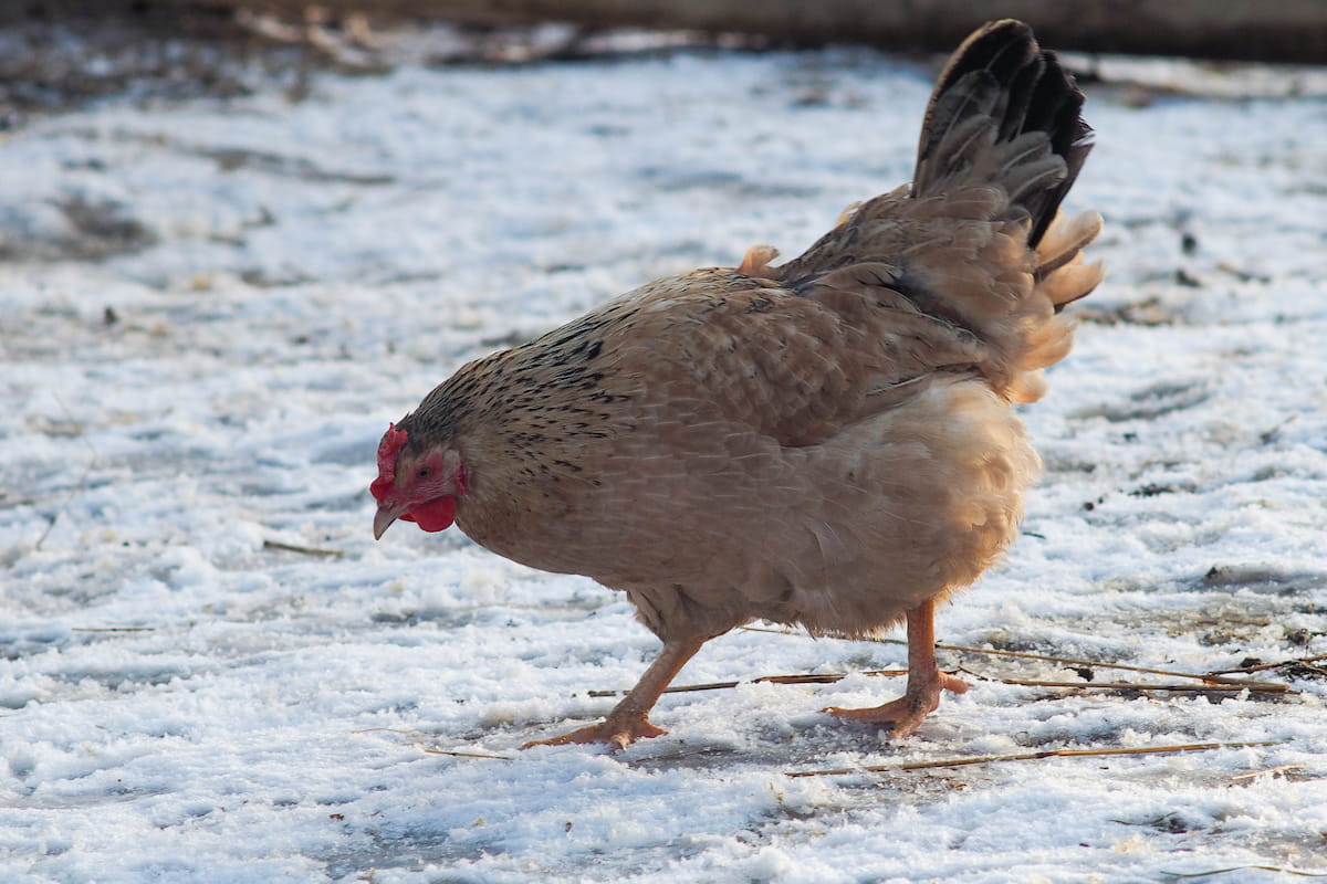 What Temperature is Too Cold for Chickens? The Hip Chick
