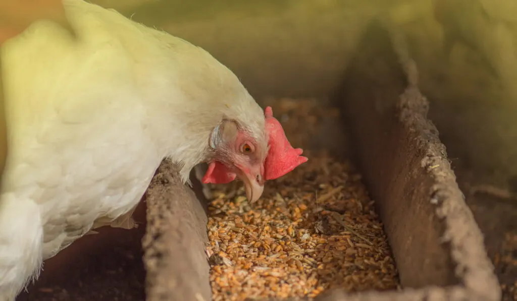 Chicken eating grains