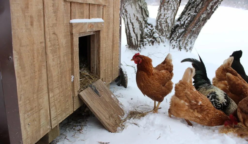 Chickens eating grain in snow