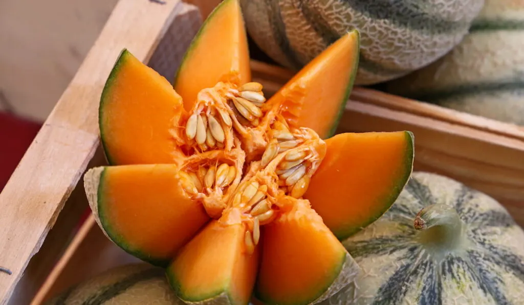 Close up fresh cantaloupe melons 