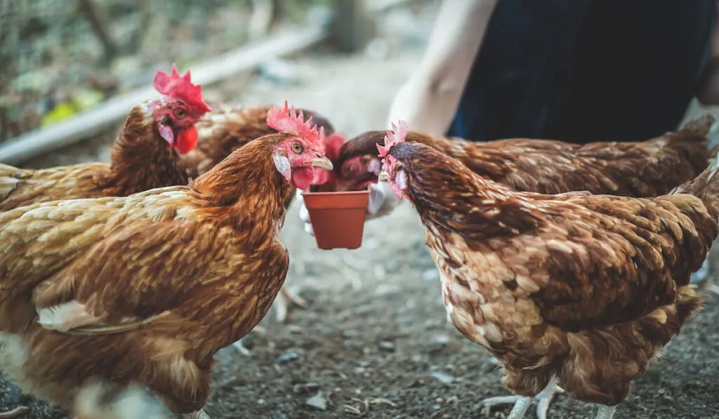 Close up shot of chickens eating food in the farm